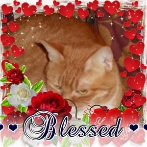 Meet your Posher, Kitty